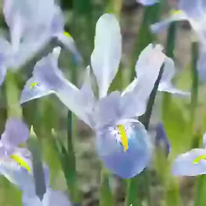 Ret. Blue Planet